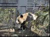 上野動物園でジャイアントパンダ一般公開－開園1時間で4,000人入場