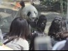 パンダのリーリー、放飼場に出たがらず－「気になることがあったのでは」
