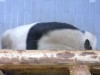 ジャイアントパンダがうずくまる－特有の生理現象、健康上の問題なし