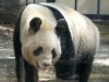 ジャイアントパンダ「シンシン」発情の兆候、静まる－来年春に期待