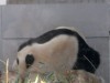ジャイアントパンダ、再びうずくまる－慣れない環境の影響か