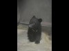 上野動物園でツキノワグマの赤ちゃん公開－冬眠ブースで初めての出産