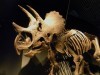 国立科学博物館で「恐竜博」－トリケラトプスVSティラノサウルスの対決も