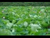 上野公園・不忍池のハス、満開間近－例年より早く開花