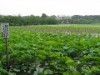 上野公園・不忍池、ハスの葉で緑色に染まり始める－開花は7月末ごろに