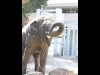 アジアゾウの餌が新鮮に－ジャイアントパンダの食べ残しをペロリ