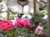 上野東照宮で「春のぼたん祭」－見頃は20日過ぎ