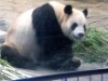 上野動物園、ジャイアントパンダの餌にタケノコ加える－ふんの色も変化