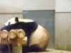 上野動物園の来園者数が100万人突破－パンダの行列はほぼ解消