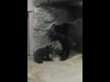 上野動物園でツキノワグマの赤ちゃん公開－冬眠ブースで初めての出産