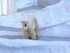 上野動物園のホッキョクグマ舎が改修－プールと陸地に階段を設置