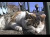 谷中で毎月のら猫映画上映会