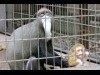 上野動物園で赤ちゃん誕生ラッシュ－パンダは交尾完了も妊娠未確認