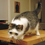 阪神百貨店で「まるごと猫フェス」－人気猫「まこちゃん」写真展も