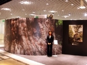 ソニースタイル ストアで「世界遺産展」－太さ実寸大の縄文杉パネルも