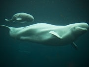 バンクーバー水族館でベルーガの赤ちゃん誕生	