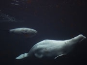ベルーガの赤ちゃん、名前は「TIQA」に－バンクーバー水族館