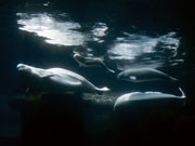 バンクーバー水族館、ベルーガの育児を一般公開－専門家の説明も