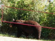 今夏もバンクーバー郊外に連日クマ出没－ゴミやベリー求め住宅街にも