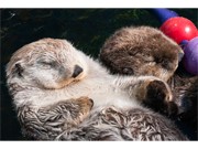 バンクーバー水族館の「手つなぎラッコ」、リンパ腫のため死亡