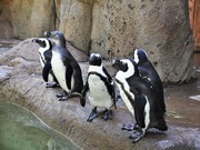 バンクーバー水族館でアフリカペンギン公開始まる－名付けコンテストも
