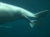 バンクーバー水族館でベルーガの赤ちゃん誕生