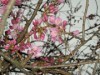 早くも桜開花