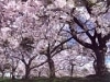 「桜」がテーマの英語俳句コンテスト－応募受け付け始まる