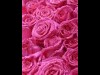 バンクーバーでバラの祭典「World Rose Festival」－新種のお披露目も