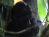 ゲルジモンキーの赤ちゃん順調に育つ－バンクーバー水族館