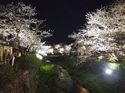 山口・一の坂川で桜のライトアップ始まる－川沿いの桜並木を点灯