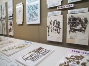 山口博物館で変わった名前の植物展示－「スブタ」や「クサイ」など
