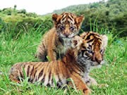 宇部ときわ公園に秋吉台サファリのトラ来園－連携協定記念