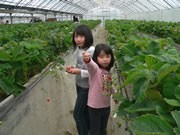 JA山口中央、「モグモグいちご園」開園－山口市内でイチゴ狩り