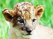 宇部ときわ公園に秋吉台サファリの赤ちゃんライオン－連携協定で