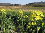 宇部・厚東で「菜の花祭り」－6千本の菜の花畑で