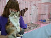 宇部井筒屋で「ふれあいネコ展」－各国原産の40匹が一堂に
