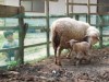 山陽小野田「こぐま保育園」で羊の赤ちゃん誕生－3年ぶりの出産に歓喜