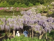 紫色に染まった横須賀「ふじ苑」－250本のフジの花が見ごろ