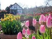 真冬に花開く、アイスチューリップ－「くりはま花の国」で見頃に