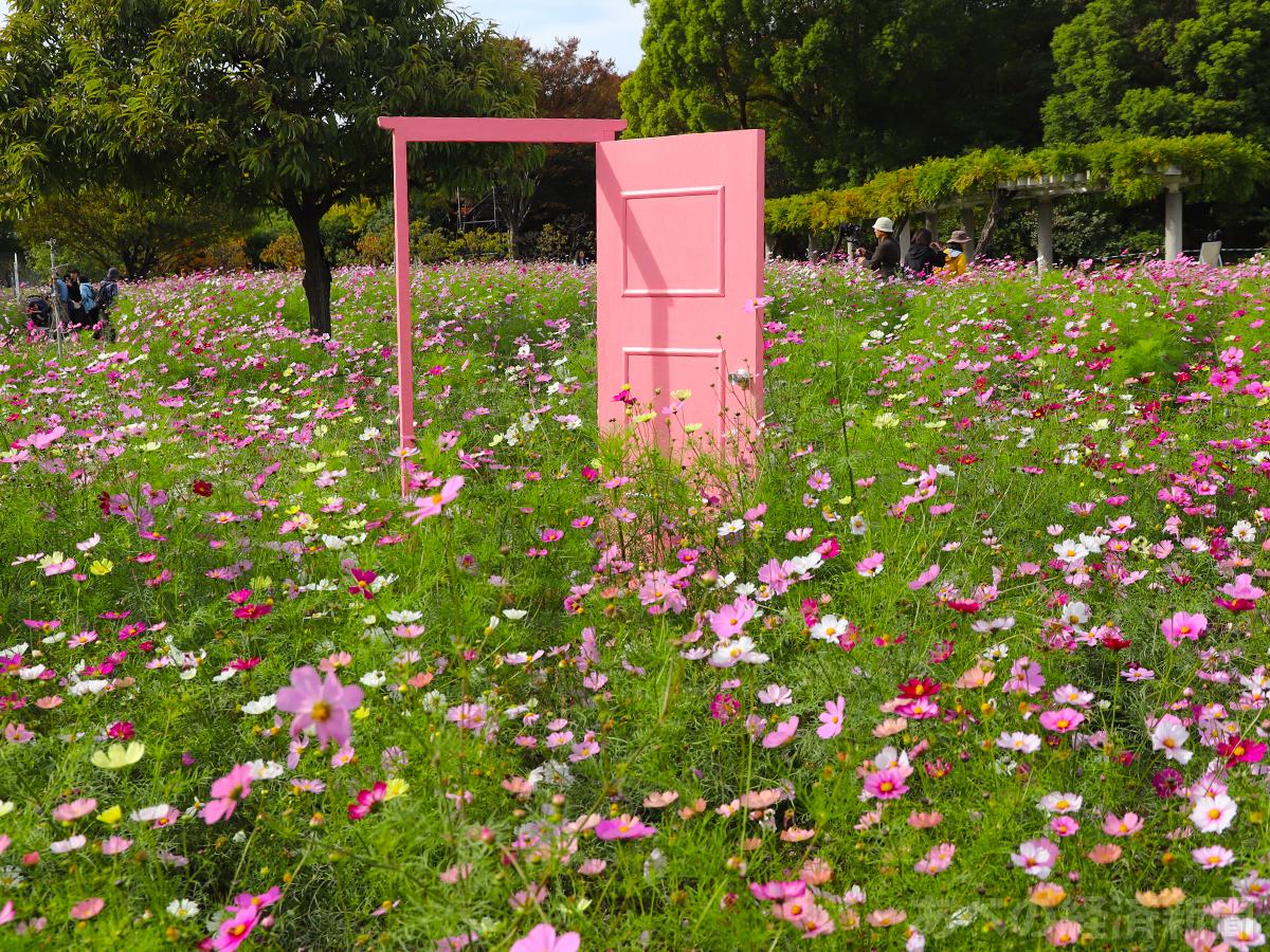 長居植物園のコスモス（12日撮影）