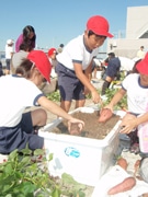 Elementary Students Harvest Sweet Potatoes on Roof of Kansai Int’l - Byproduct of Rooftop Gardening