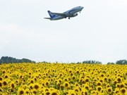 Over 1 Million Sunflowers on 6 Hectares around Memanbetsu Airport Come into Bloom in Stages