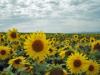 Sunflowers still in Bloom around Memanbetsu Airport - Spectacle Brought to you by the Town of Ozora