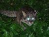 "Tsushima Wildcat Airport" Gradually Catching On - Islanders Took One Year to Choose