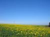 End of Blooming Season for Sunflowers around Memanbetsu Airport- Onset of Winter Looms