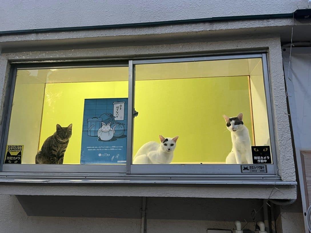 シェルターから外を眺める猫