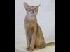 赤坂サカスに「ねこカフェ」 ブリティッシュショートヘアなどが出迎え