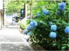 Hydrangea in Ark Hills, greets the best time to see before the rainy season