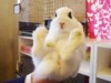 The Asakusa Rabbit Cafe “Usanpo” has been completely renovated and now features a Bonsai garden and cage-free enclosures